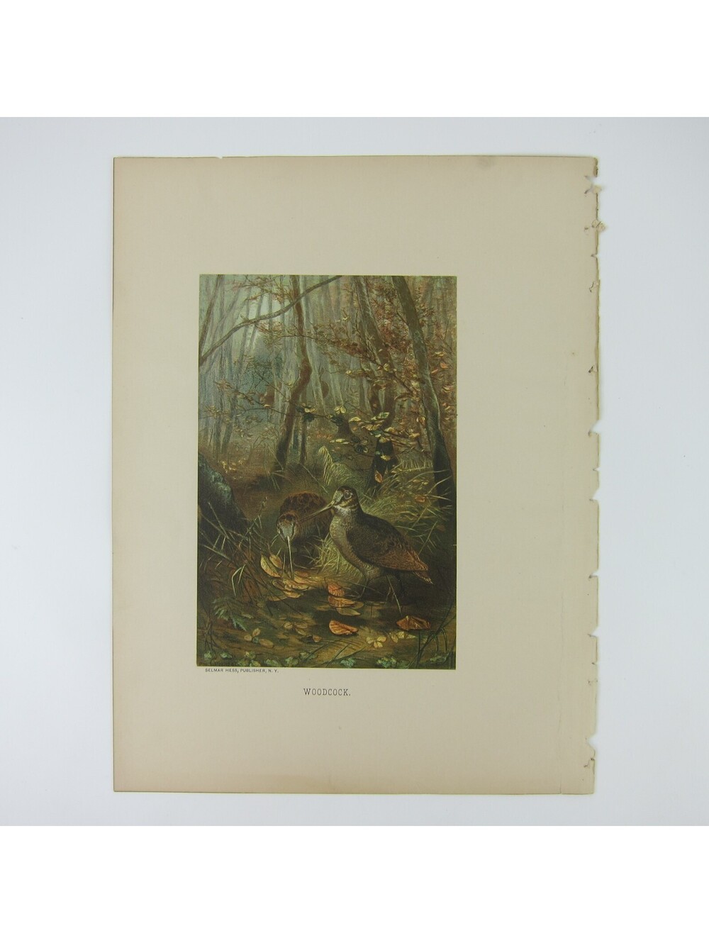 Antique 1898 Victorian Art Bird Print Lithograph Woodcock in Forest Louis Prang